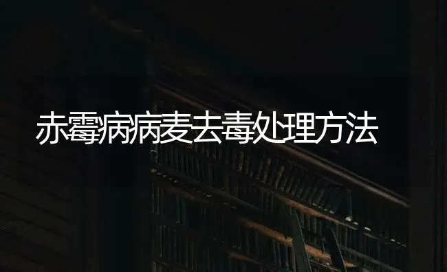赤霉病病麦去毒处理方法 | 养殖知识