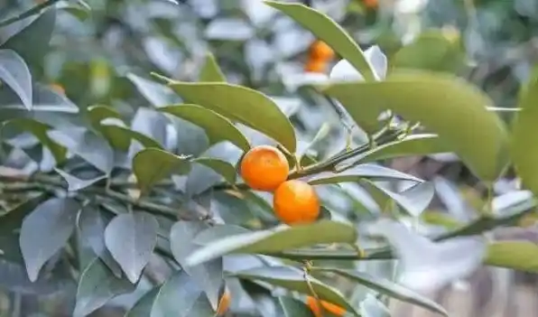 金桔树卷叶子怎么补救 | 妙招大全