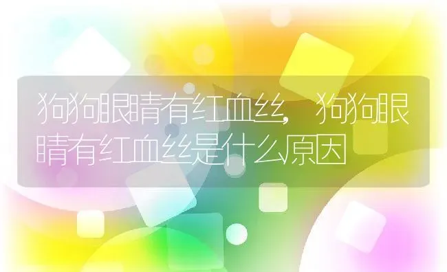 狗狗眼睛有红血丝,狗狗眼睛有红血丝是什么原因 | 养殖科普