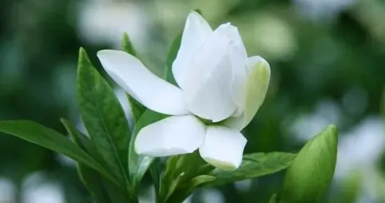 如何养好栀子花盆栽,栀子花怎么养才能更旺盛？
