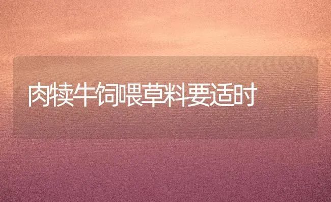 肉犊牛饲喂草料要适时 | 养殖知识
