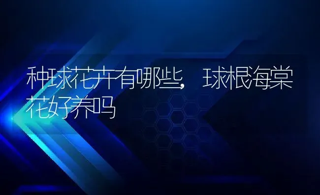 种球花卉有哪些,球根海棠花好养吗 | 养殖学堂