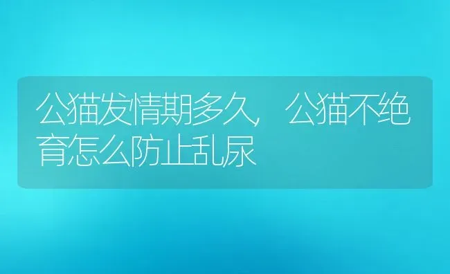 公猫发情期多久,公猫不绝育怎么防止乱尿 | 养殖资料