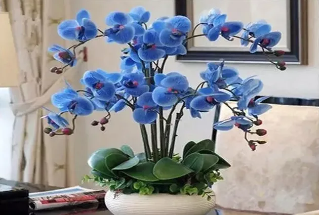 蝴蝶兰花败后怎么养护有利于萌发新根,蝴蝶兰花朵关闭是怎么回事？