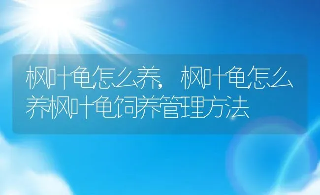 枫叶龟怎么养,枫叶龟怎么养枫叶龟饲养管理方法 | 养殖资料