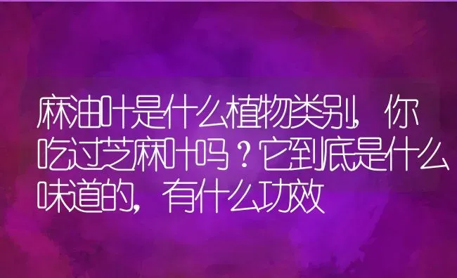 麻油叶是什么植物类别,你吃过芝麻叶吗？它到底是什么味道的，有什么功效 | 养殖学堂