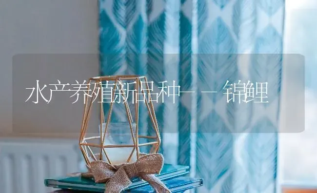水产养殖新品种--锦鲤 | 养殖技术大全