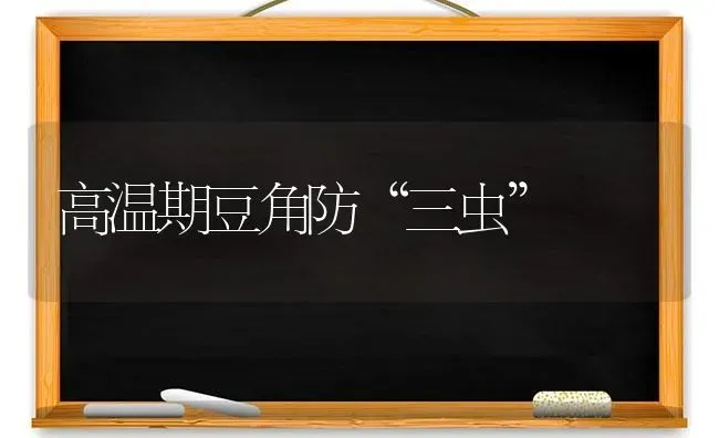 高温期豆角防“三虫” | 养殖技术大全