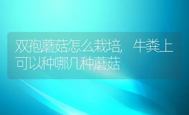 双孢蘑菇怎么栽培,牛粪上可以种哪几种蘑菇 | 养殖学堂