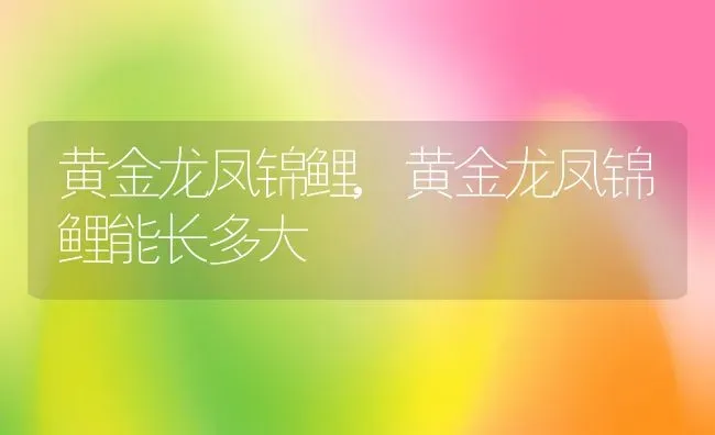 黄金龙凤锦鲤,黄金龙凤锦鲤能长多大 | 养殖资料