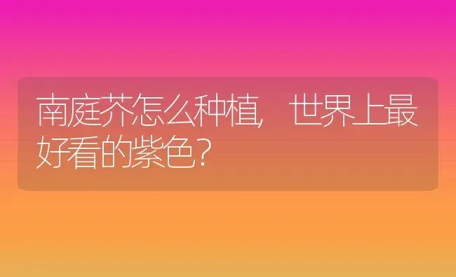 南庭芥怎么种植,世界上最好看的紫色？ | 养殖科普