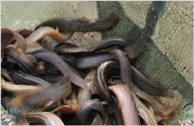 泥鳅苗种的快速培育技术 | 农广天地