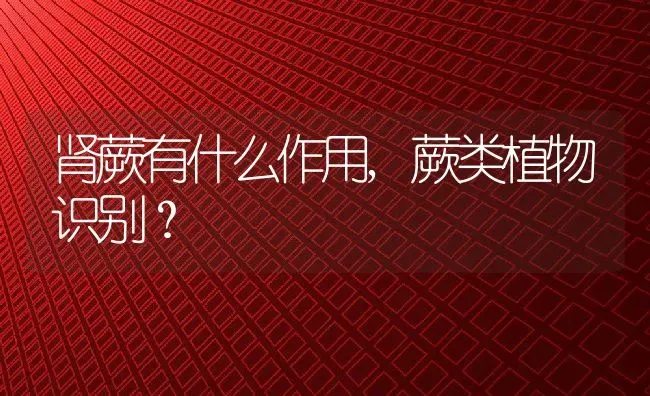 肾蕨有什么作用,蕨类植物识别？ | 养殖科普