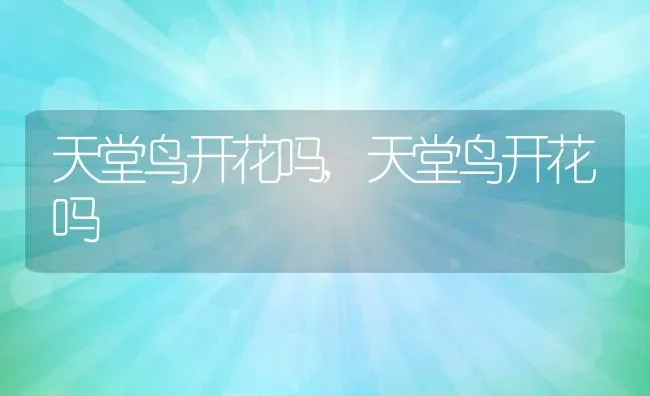 天堂鸟开花吗,天堂鸟开花吗 | 养殖学堂