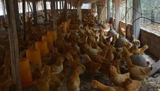 散养蛋鸡技术：让鸡蛋身价倍增的方法 | 妙招大全