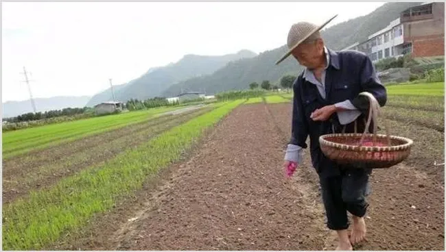早熟毛豆栽培技术学习 | 常识大全