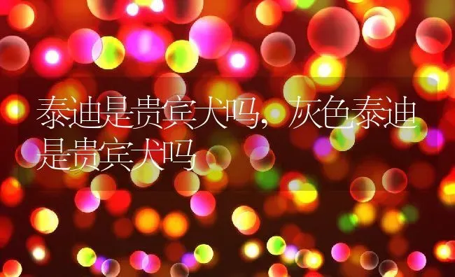 泰迪是贵宾犬吗,灰色泰迪是贵宾犬吗 | 养殖科普