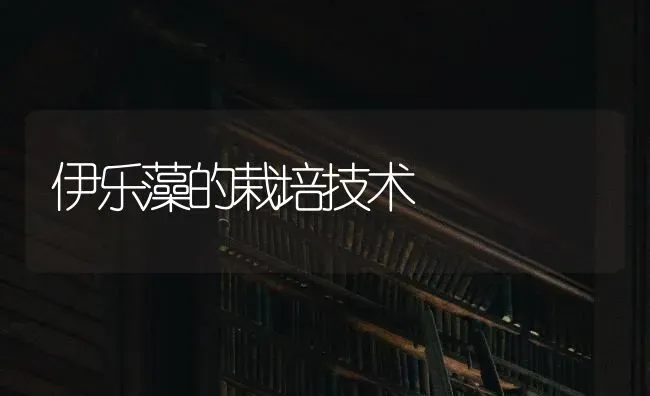伊乐藻的栽培技术 | 养殖技术大全