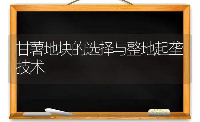 甘薯地块的选择与整地起垄技术 | 养殖技术大全