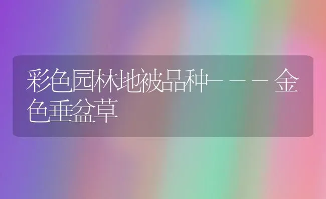 彩色园林地被品种---金色垂盆草 | 养殖知识