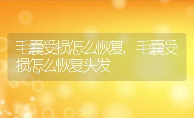 毛囊受损怎么恢复,毛囊受损怎么恢复头发 | 养殖资料