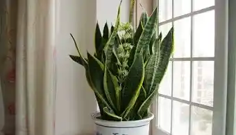 一进门看见虎皮兰好吗,对着入户门可以放吊兰吗？