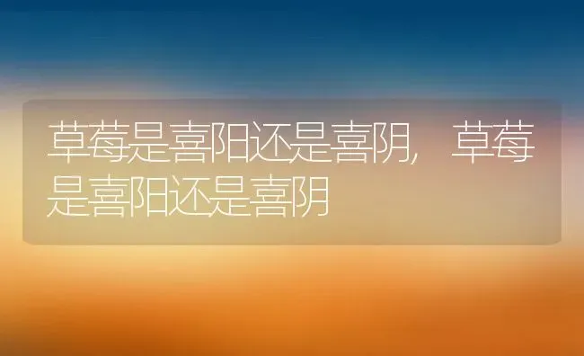 草莓是喜阳还是喜阴,草莓是喜阳还是喜阴 | 养殖科普
