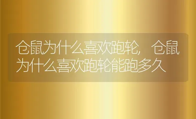 仓鼠为什么喜欢跑轮,仓鼠为什么喜欢跑轮能跑多久 | 养殖科普