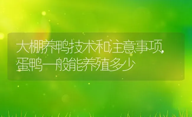 大棚养鸭技术和注意事项,蛋鸭一般能养殖多少 | 养殖学堂