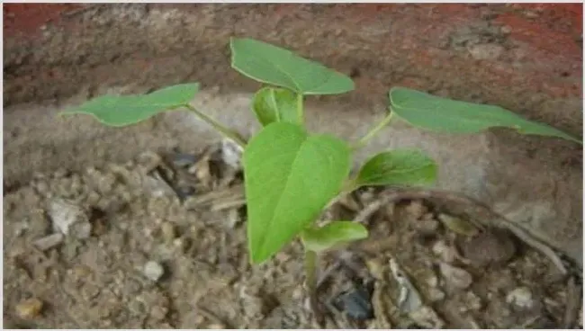 木瓜的繁殖方法 | 妙招大全