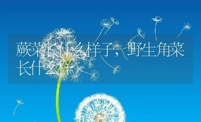 蕨菜长什么样子,野生角菜长什么样 | 养殖学堂