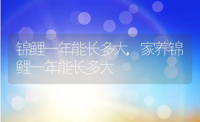 锦鲤一年能长多大,家养锦鲤一年能长多大 | 养殖资料