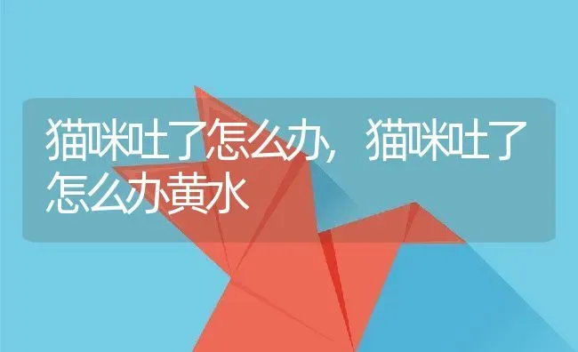 猫咪吐了怎么办,猫咪吐了怎么办黄水 | 养殖科普