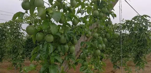 百香果的种植方法,百香果怎样种植？