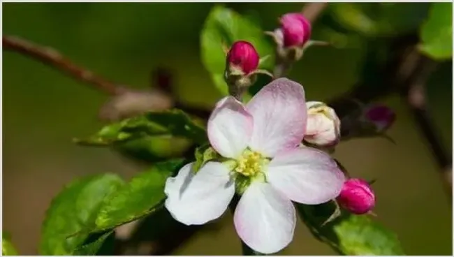 苹果树花期管理注意什么 | 常识大全