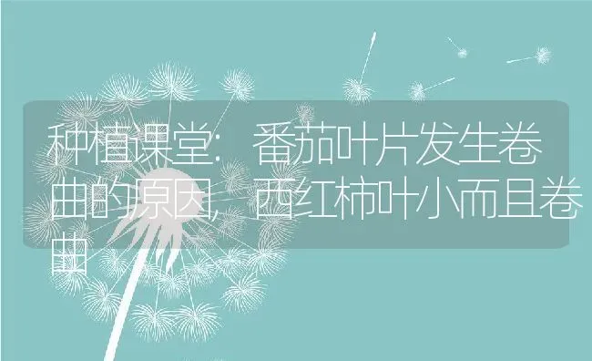 种植课堂:番茄叶片发生卷曲的原因,西红柿叶小而且卷曲 | 养殖学堂