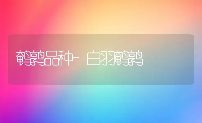 鹌鹑品种-白羽鹌鹑 | 养殖知识