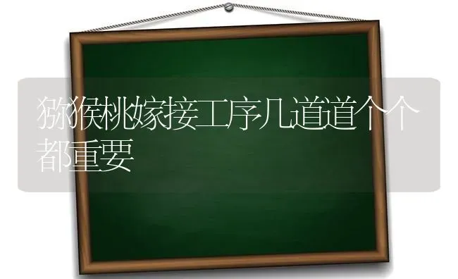 猕猴桃嫁接工序几道道个个都重要 | 养殖技术大全