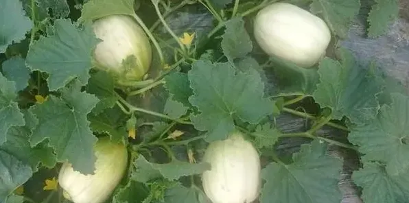 怎么防止甜瓜塌秧？种植技术有哪些 | 妙招大全