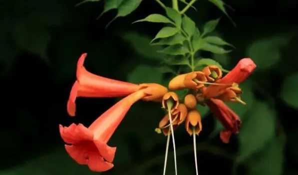 凌霄花在北方能越冬吗 | 生活常识