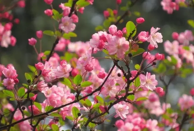 樱花的花期是什么时候,樱花什么时候开?花期有多长？