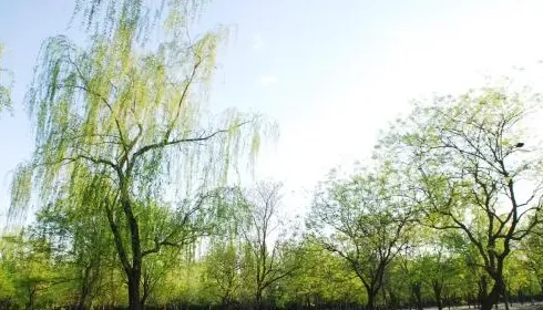 柳树皮和松树皮哪个种兰花好,柳树皮松树皮哪种好？