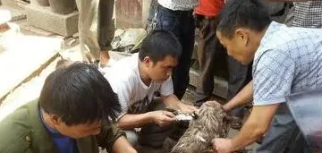 兽医门诊对家禽疾病的诊疗 | 生活妙招