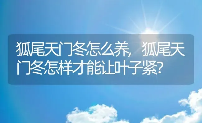 狐尾天门冬怎么养,狐尾天门冬怎样才能让叶子紧？ | 养殖科普