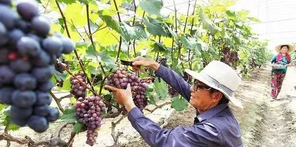 葡萄采收的时间、方法及注意事项 | 实用知识
