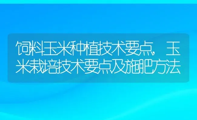 饲料玉米种植技术要点,玉米栽培技术要点及施肥方法 | 养殖学堂