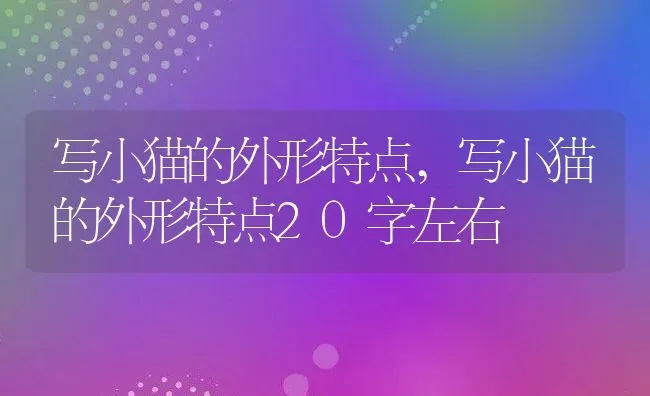 写小猫的外形特点,写小猫的外形特点20字左右 | 养殖科普