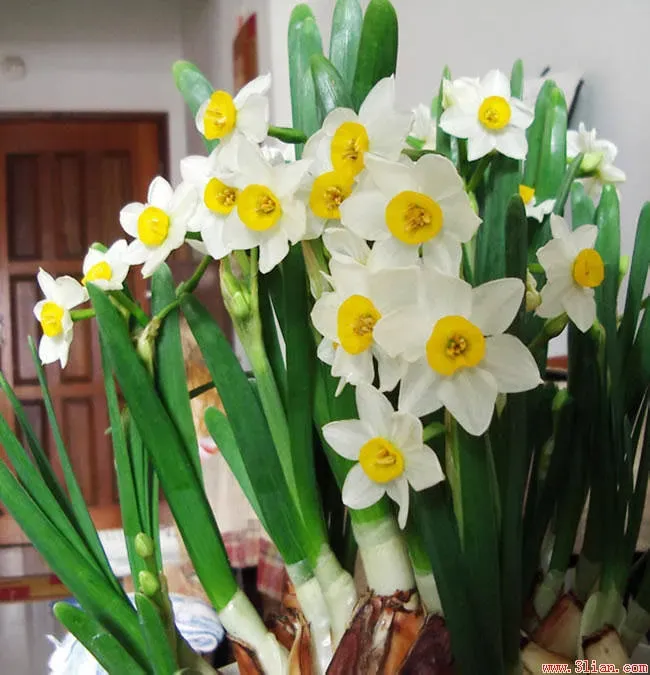 水仙花怎么种植,水仙花种植步骤？