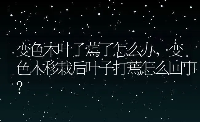 变色木叶子蔫了怎么办,变色木移栽后叶子打蔫怎么回事？ | 养殖科普