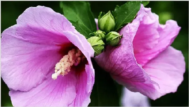 木槿花为什么花苞会掉 | 常识大全